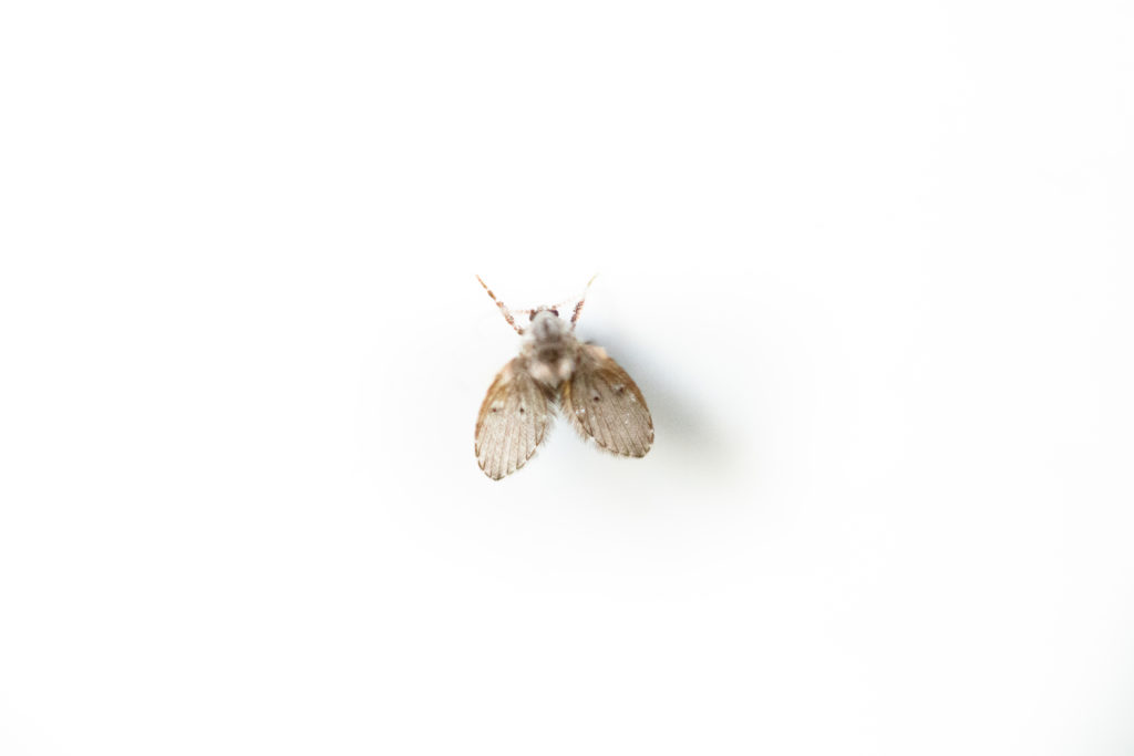 Psychodidae / Drain flies