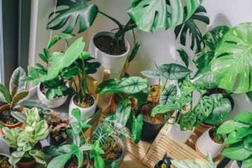 4 Benefits of Having Plants in Your House