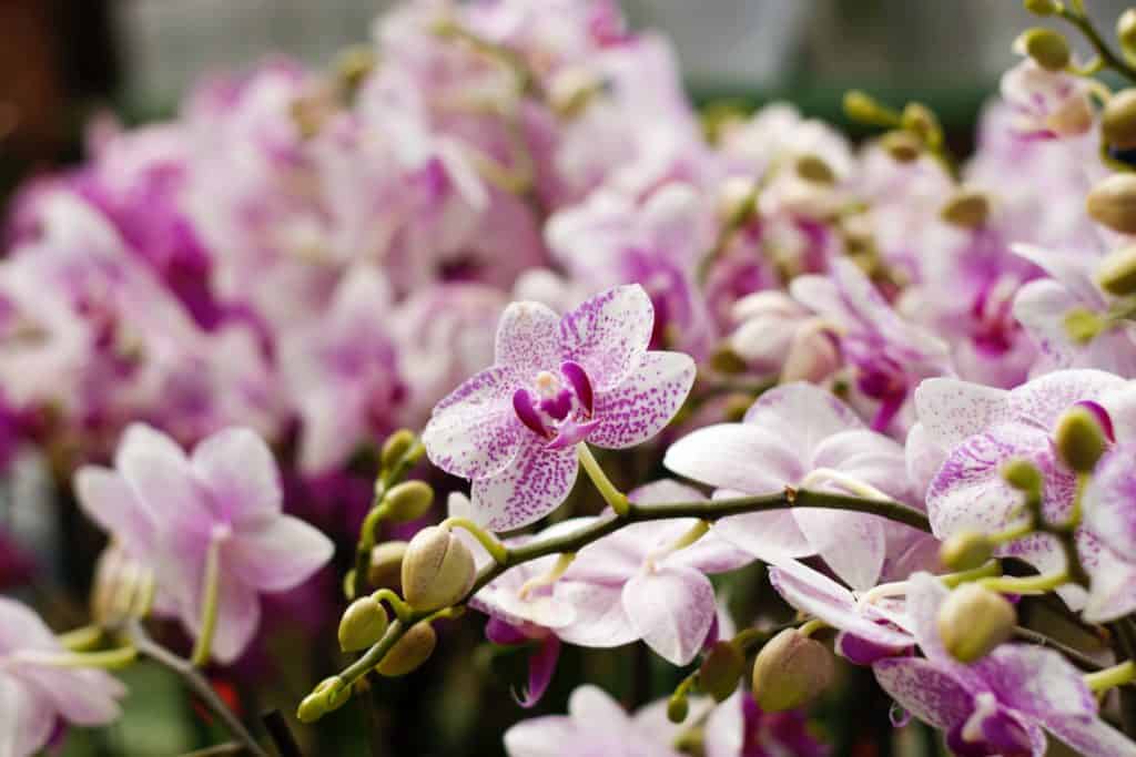 Orchids as one of the indoor plants.