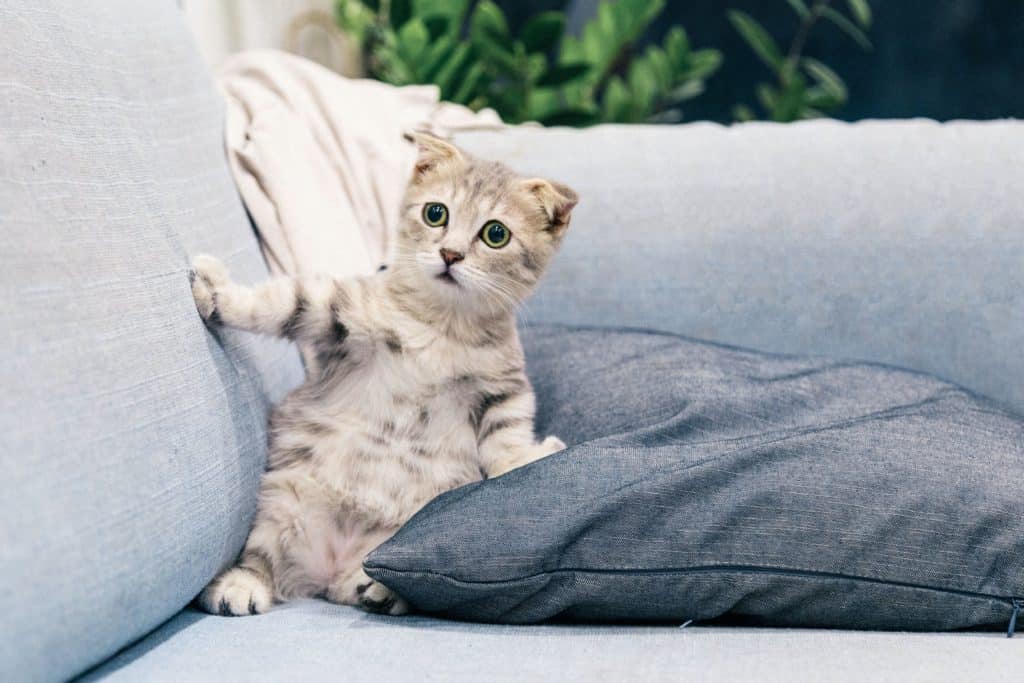 How to Keep Your Cats from Ruining Your Furniture