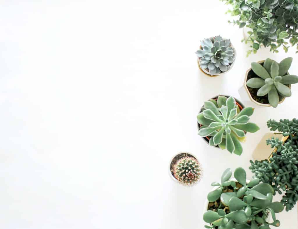Top 10 Terrarium Plants For Your Living Space