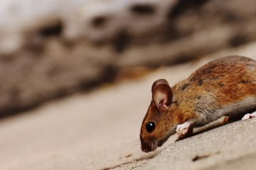 How to Get Rid of Rats in Your House
