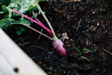 12 Easy Garden Vegetables to Grow at Home