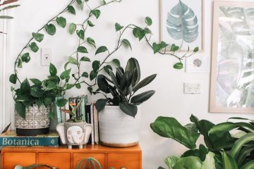 7 Reasons Why Indoor Plants are Good for You