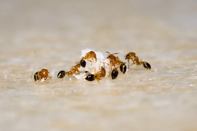 Common Types of Ants at Home and How to Identify Them