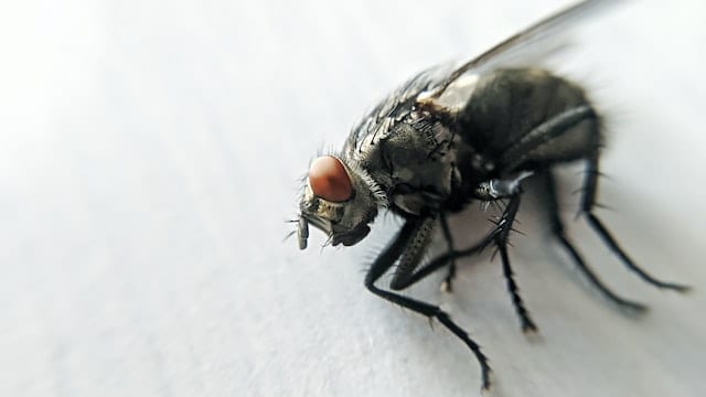 How to Get Rid of Drain Flies in Your Bathroom