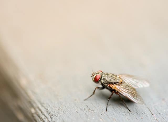 How to Get Rid of Drain Flies in Your Bathroom