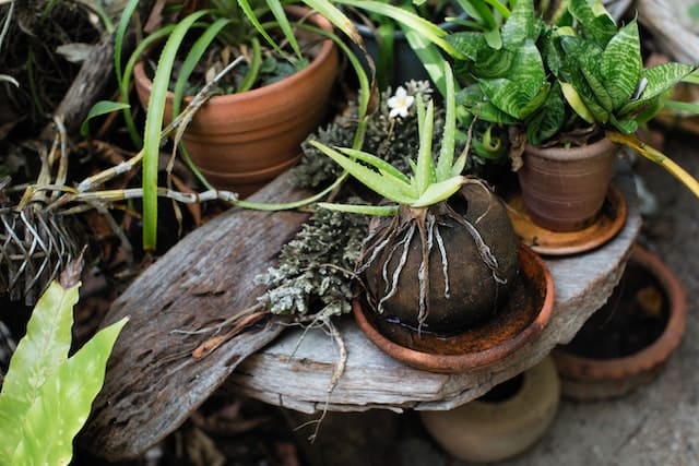 Good Feng Shui Plants to Put Outside Your House