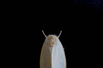 Tips to Prevent Moths in Your House