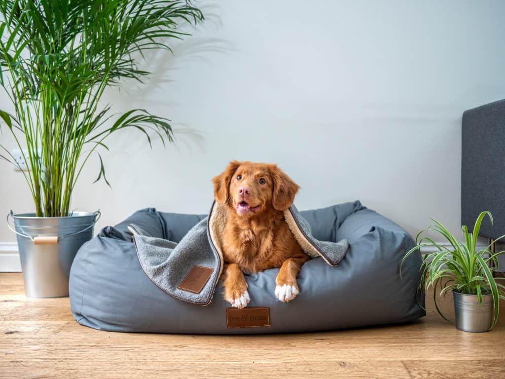 What Is The Most Durable Fabric For Pets?