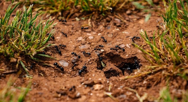 Natural Ways to Keep Ants Away from Your Home