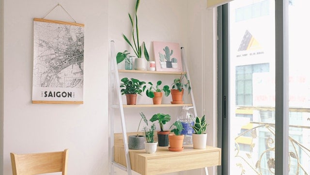 Best Tips to Arrange Plants in a Living Room