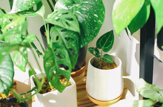 Best Tips to Arrange Plants in a Living Room
