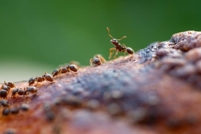 Natural Ways to Keep Ants Away from Your Home