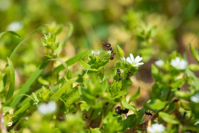 Tips to Get Rid of Ants in Plants