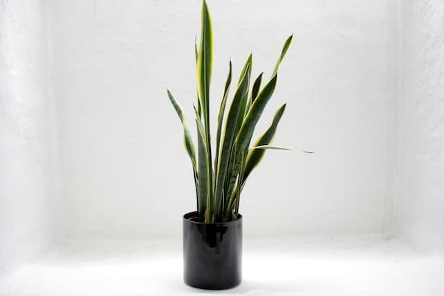 Thriving with the Snake Plant: 7 Easy Tips for Growth and Care