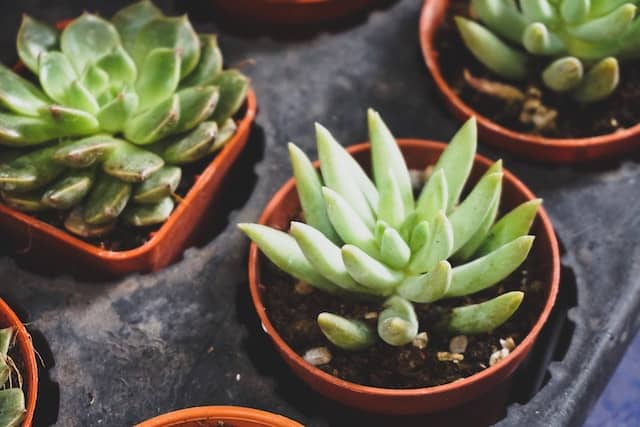 Discover the Joy of Growing Succulent Plants