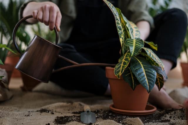 5 Tips on How to Water Your Plants