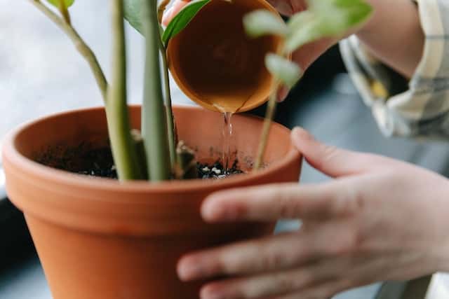 5 Tips on How to Water Your Plants